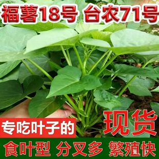 广西食叶型地瓜叶食用红薯叶苗台农71号专吃叶子福薯18号种植剪苗