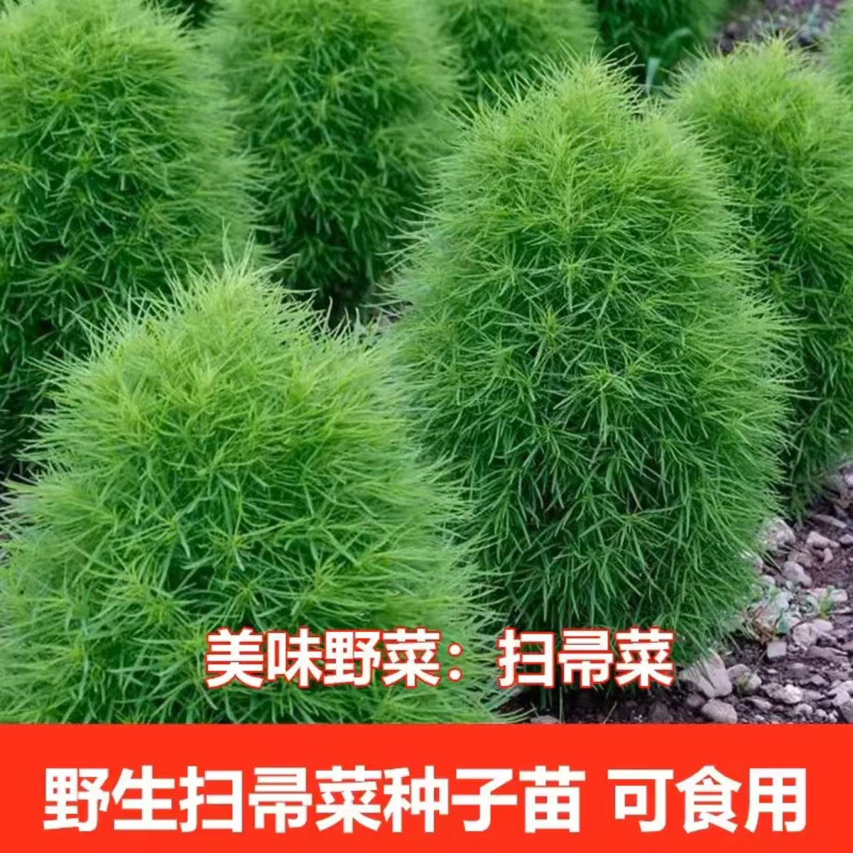 扫帚菜秧野扫帚草落肤菜落帚地麦菜地肤子孔雀松观赏食用可做扫把