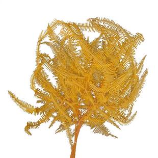 永生花芒萁蕨芒萁叶永生花干花花束家居婚礼装饰摆拍道具