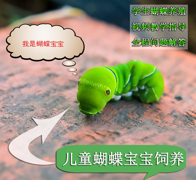 家庭养殖观察科普宠物蝴蝶幼虫