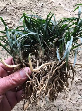 耐寒草坪常绿草花园地被植物日本矮麦冬玉龙草绿化低矮小麦冬草苗