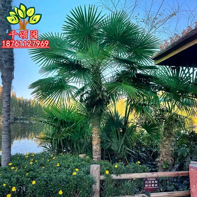 棕榈树苗扇子树庭院风景大树园林绿化四季常青植物盆栽名贵苗木