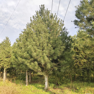 白皮松树苗绿化大树四季常青庭院风景行道造型树白皮松小苗盆景树