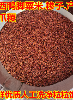 鸭脚粟米广西新鲜糁子米铲子鸡爪粟拳头粟枕头料农家粟米鸭爪粟米