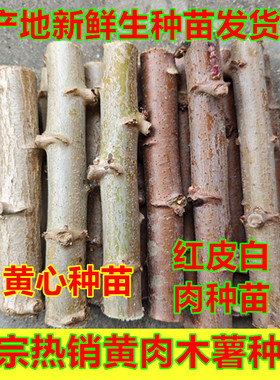 正宗广西黄心木薯种黄肉木薯种产地当季木薯种高产白肉面包木薯种