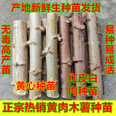 正宗广西黄心木薯种黄肉木薯种产地当季木薯种高产白肉面包木薯种