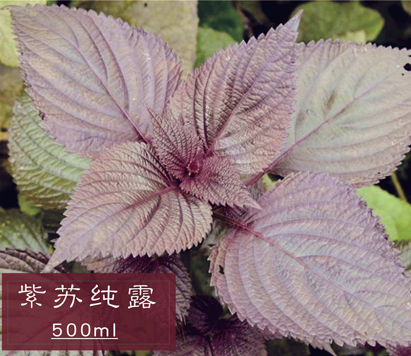 新鲜紫苏饱和纯露500ml控油－痘收/毛孔紧致黑头闭合粉刺痘包邮