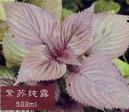 新鲜饱和纯露500ml粉刺包邮紫苏