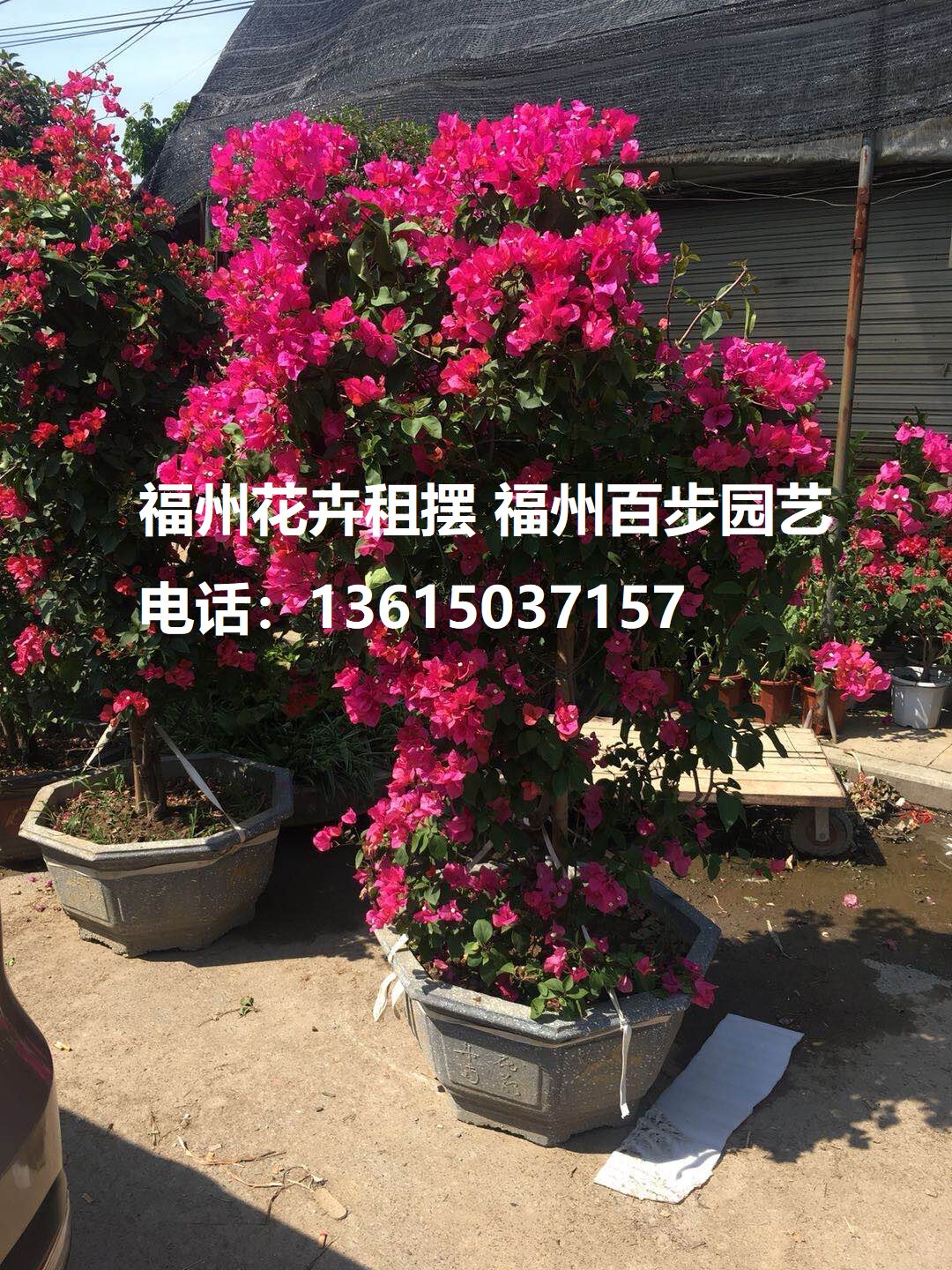 大红三角梅 三角梅桩景、百步园大型绿植/成品组合盆