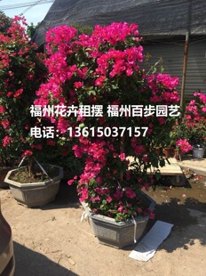 绿萝 百步园艺 绿植租摆 三角梅桩景 大红三角梅