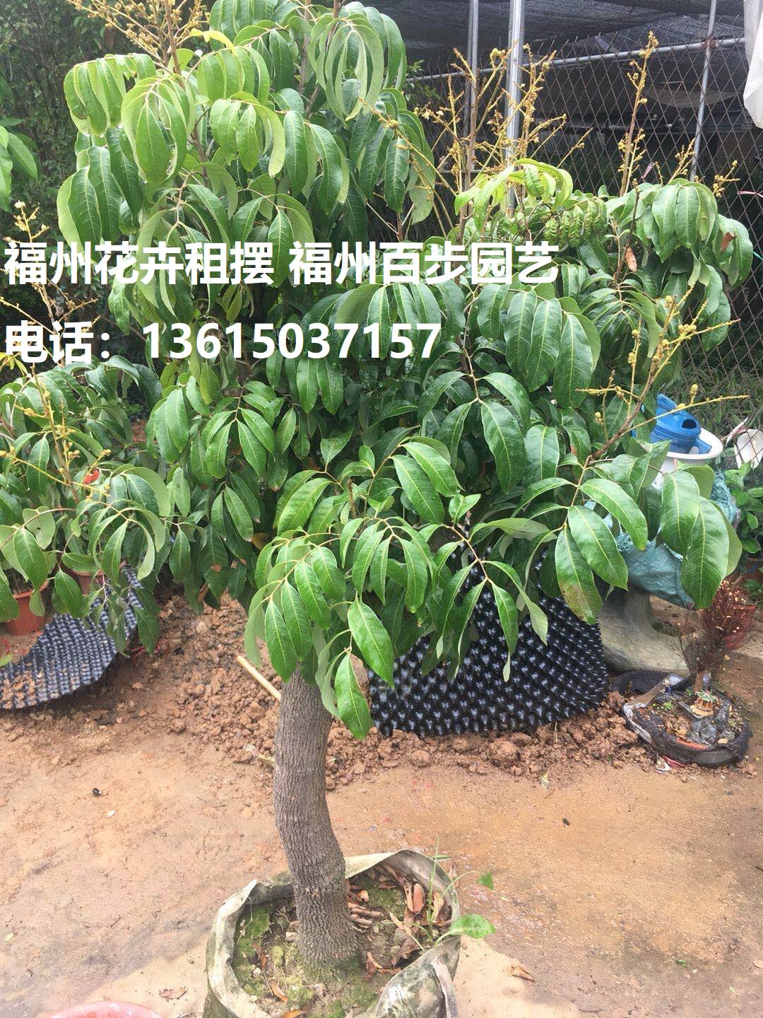 1.5米8分荔枝 、庭院果树、大型绿植/成品组合盆