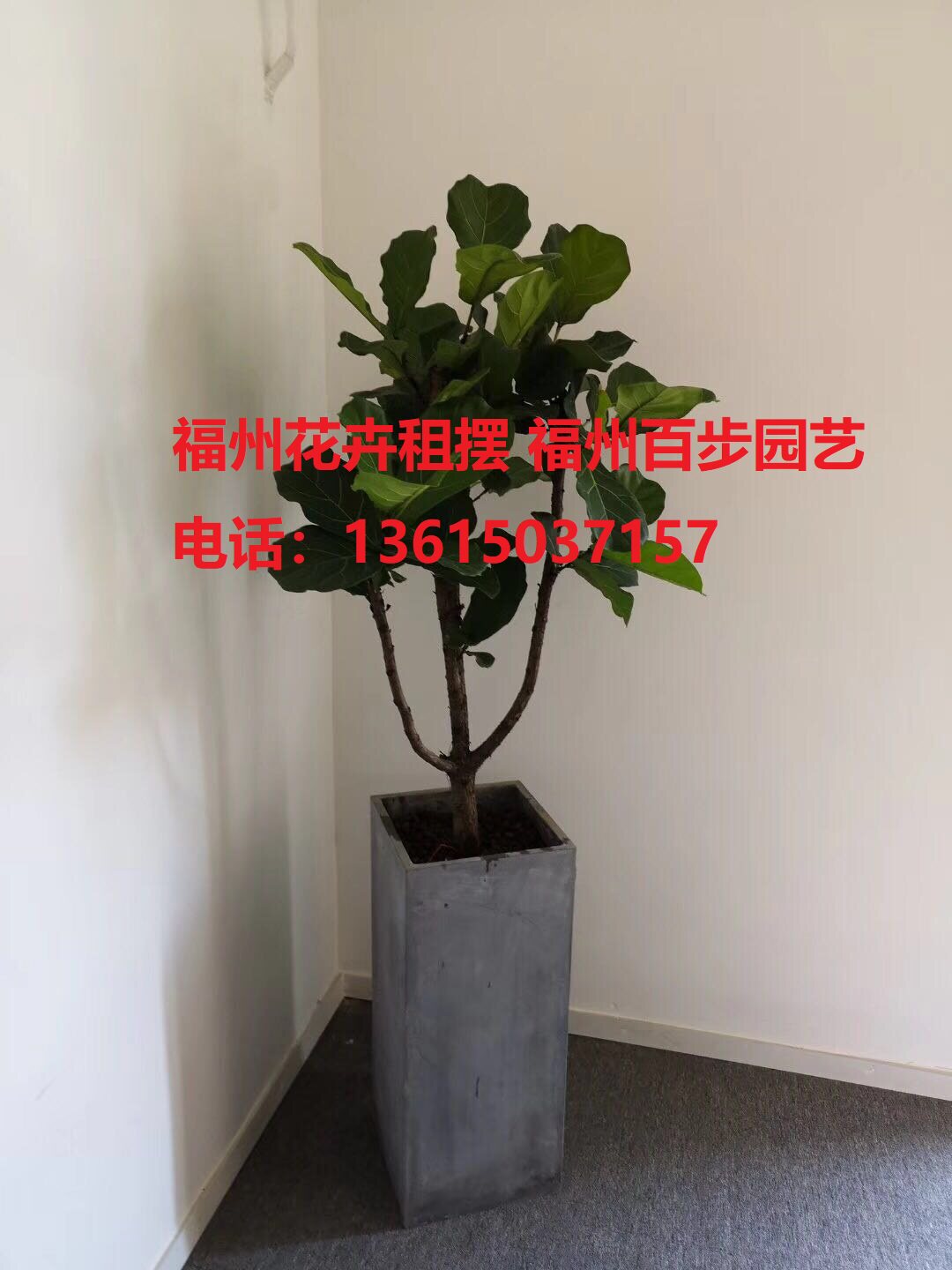 网红琴叶榕  绿萝 福州花卉租大型绿植/成品组合盆