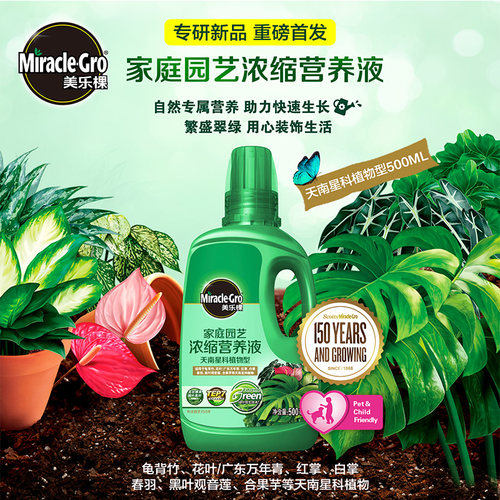 营养液龟背竹质量怎么样 营养液龟背竹口碑怎么样 小麦优选