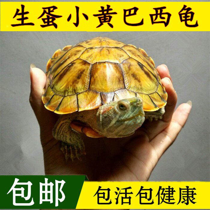 小乌龟活物可下蛋金钱龟正宗招财一对长寿情侣巴西炫彩纯龟苗放生|ruв категории животное/Животное питание и принадлежностей, аквариум мира, черепаха/черепаха - от Buy2taobao.com для оказания профессиональной услуги покупки агента Taobao