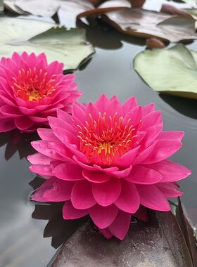 【山梅】耐寒中大型睡莲粉红色多瓣大花水生植物庭院盆栽花卉