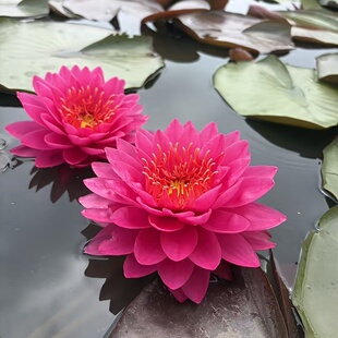 【山梅】耐寒中大型睡莲粉红色多瓣大花水生植物庭院盆栽花卉