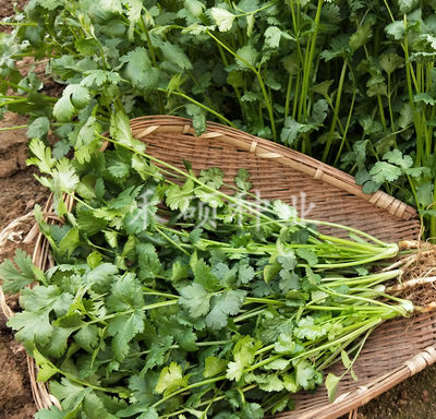 香菜种子四季耐抽薹香菜种子