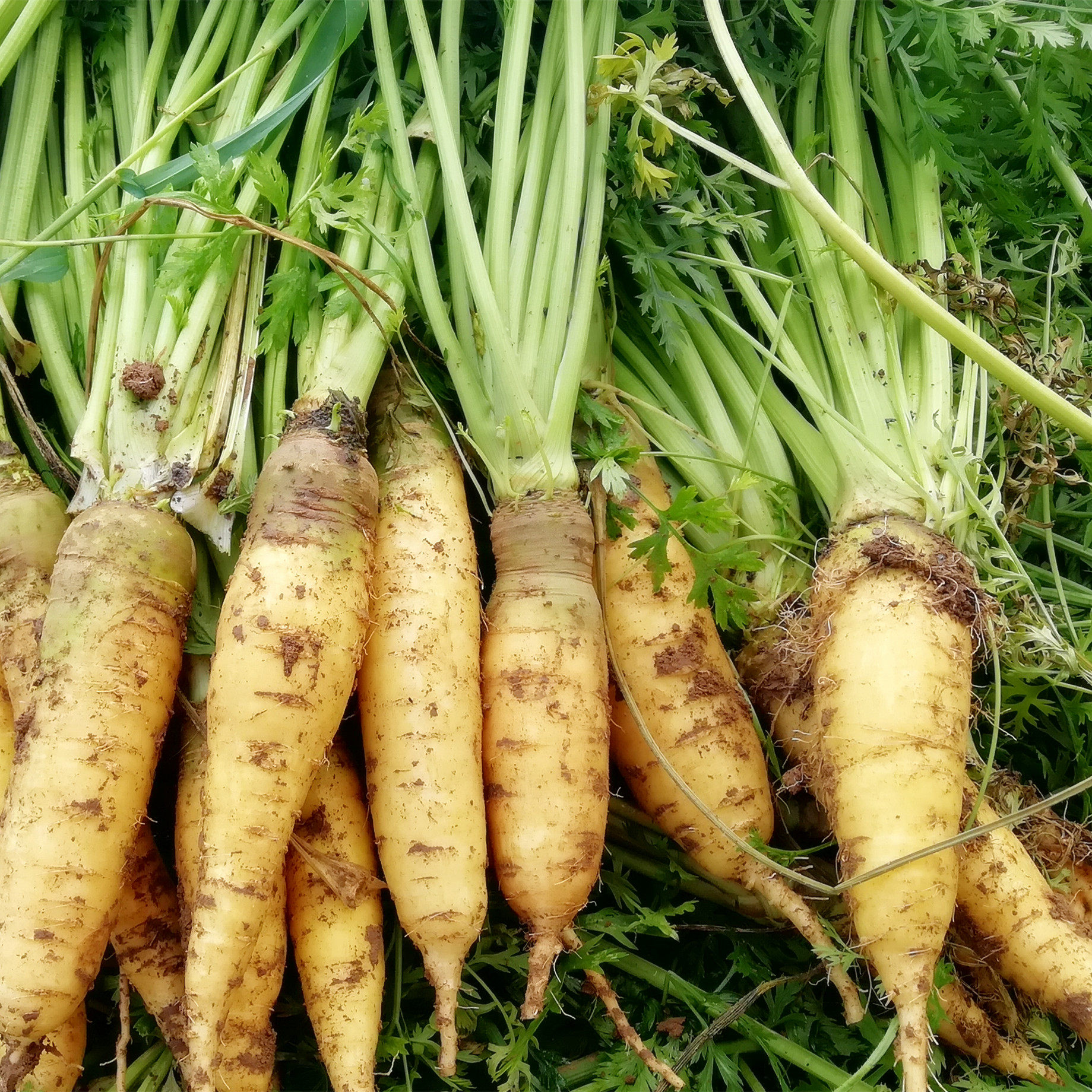 黄色胡萝卜种子 甜脆 水份大 非转基因蔬菜家庭种菜 大田种