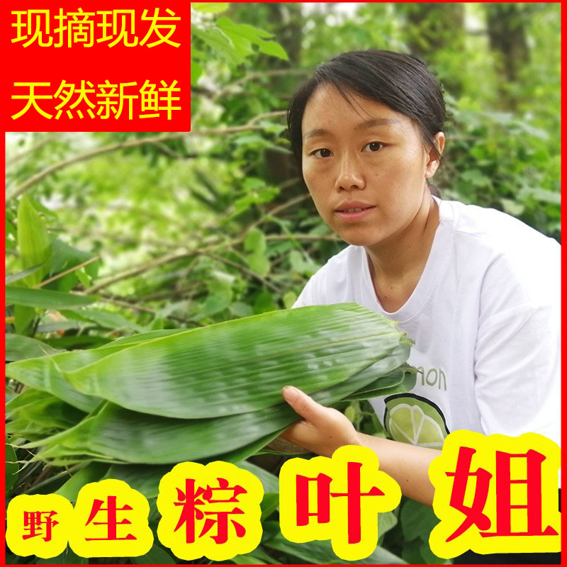 顺丰发货现摘湖南新鲜粽叶箬竹叶端午节包粽子的棕叶野生天然大号