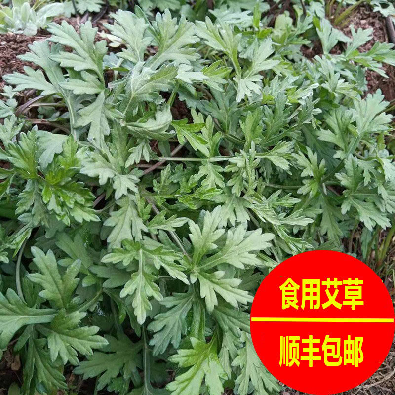 顺丰包邮野生艾草蒿子新鲜食用蔬菜现摘清明草粑粑青团艾蒿艾叶草