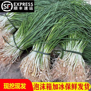 顺丰包邮湖南新鲜野葱野菜深山现挖小根蒜胡葱野生小蒜苦藠头薤白