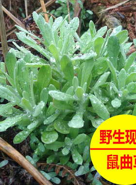 现摘现发野生鼠曲草新鲜鼠麴草鼠佛耳草田艾清明草食用糍粑青团草