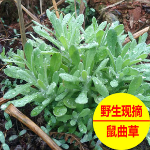 现摘现发野生鼠曲草新鲜鼠麴草鼠佛耳草田艾清明草食用糍粑青团草