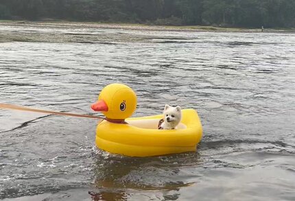 狗狗游泳圈宠物水上浮床小型犬泰迪柯基泳圈户外便携小黄鸭充气床
