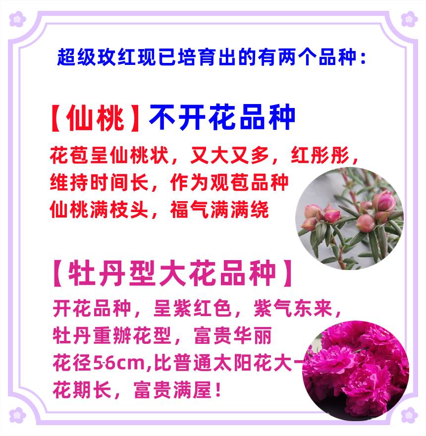 超级玫红王重瓣向日葵仙桃桃子包多年老桩花苗盆景造景带根带土花