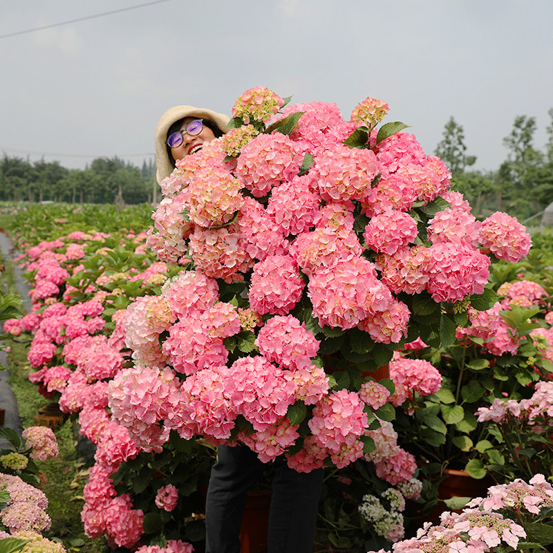 海蒂的花园 蒂亚娜大花绣球八仙花庭院阳台灌木花卉植物盆栽花苗
