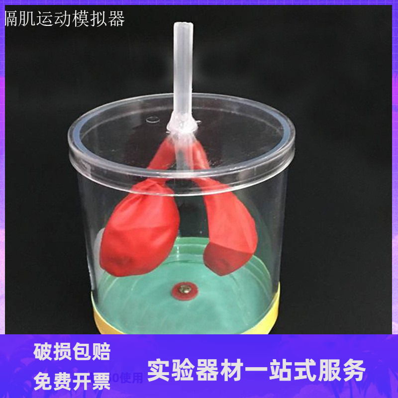 膈肌运动模拟器 呼吸系统 教学初高中生物医学科教实验器材教学
