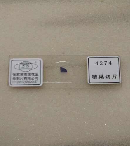 4274精巢切片生物切片张家港浪花生物装片玻片涂片教学器材