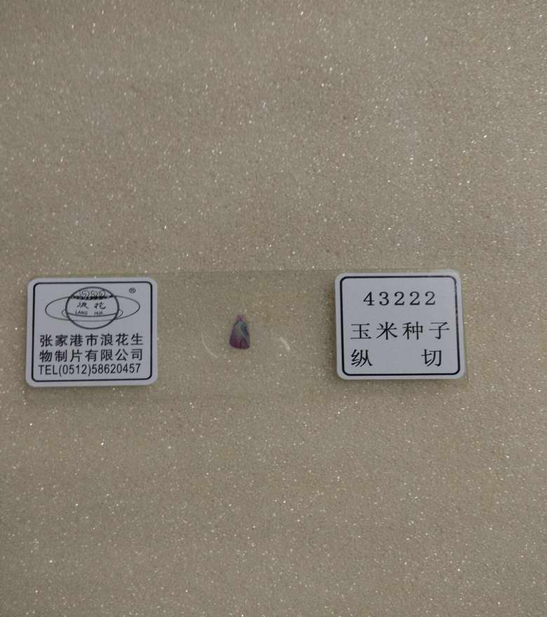 玉米种子纵切生物切片张家港浪花生物装片切片教学实验仪器