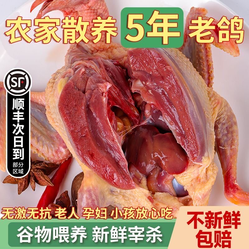 6只鸽子顺丰包邮现杀处理乳鸽老鸽子肉鸽白条鸽营养煲汤鸽子散养