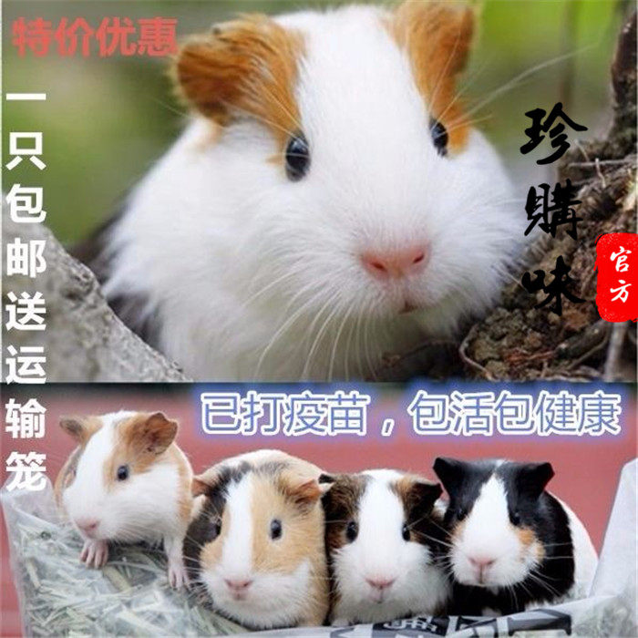 宠物荷兰猪活体 生日礼物豚鼠 天竺鼠三色对眼对耳荷兰鼠活物幼年|msdalam kategori haiwan peliharaan/makanan haiwan dan bekalan, hamsters kelas haiwan peliharaan dan lain-lain kecil, Guinea Pig - dari Buy2taobao.com untuk memberikan perkhidmatan ejen Taobao profesional membeli