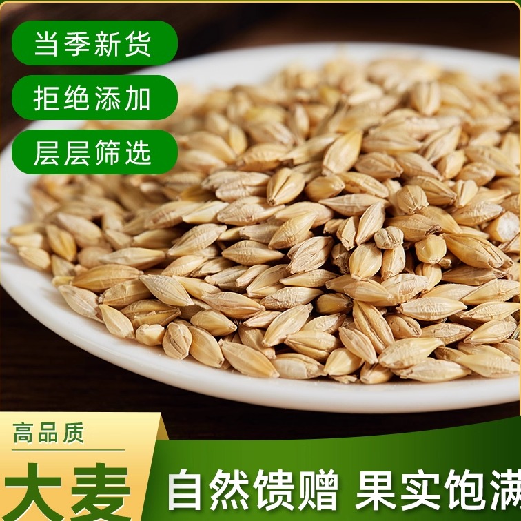 新大麦带壳大麦粒做麦芽糖大麦茶原料大麦发芽苗榨汁可酿酒酿啤酒