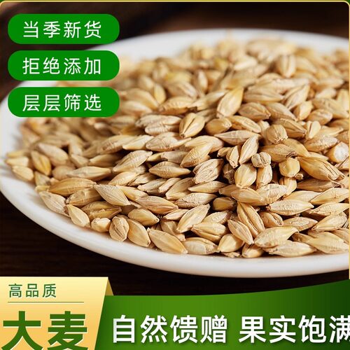 山西酿酒大麦粒带壳麦芽糖原料
