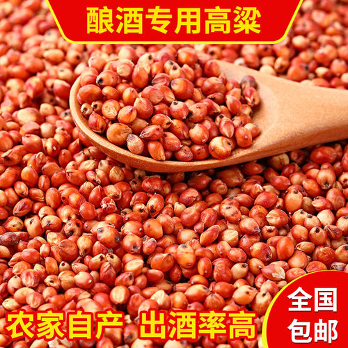 酿酒红高粱100斤酿醋饲料带皮