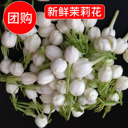 茉莉花鲜花现摘花朵苞可食用纯露酵素窨茶原料广西横州新鲜茉莉花