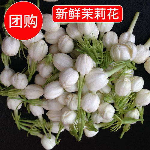 广西横州现摘茉莉花苞可食用
