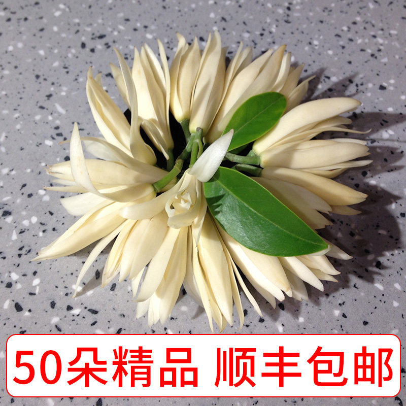 白兰花鲜花当天采摘黄角兰肾兰花苞花朵顺丰包邮新鲜玉兰花鲜花