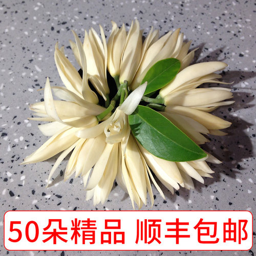 当天采白兰花顺丰包邮
