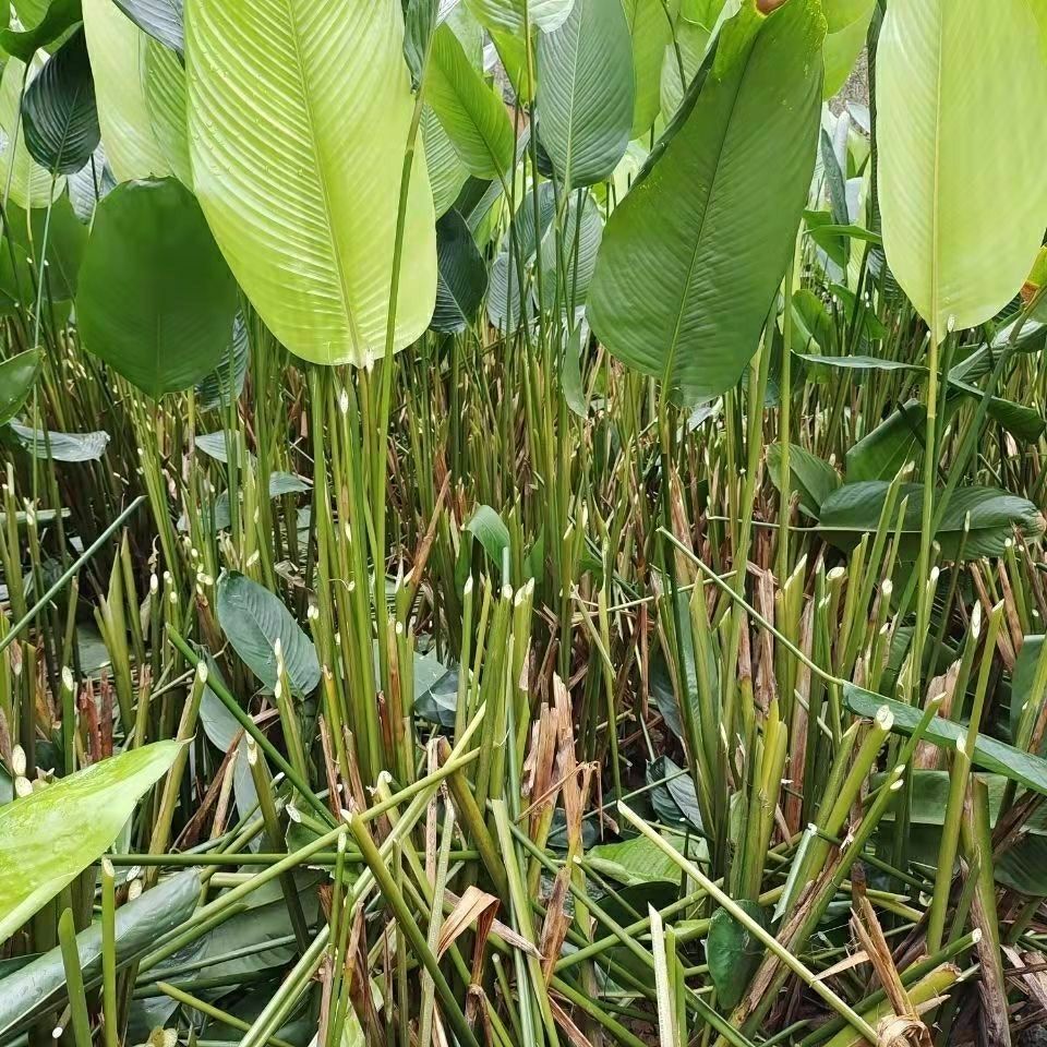 广西大粽叶苗种植大粽叶苗柊叶苗大冬叶苗观叶苗粽子苗室内盆栽