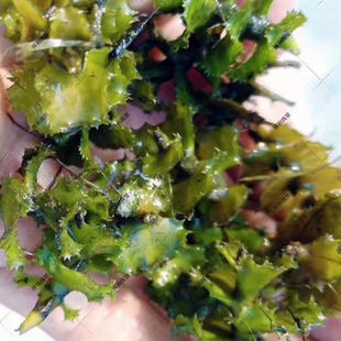 菹草种籽麦黄草种子虾藻石芽鱼缸造景养殖小龙虾专用水草增氧植物