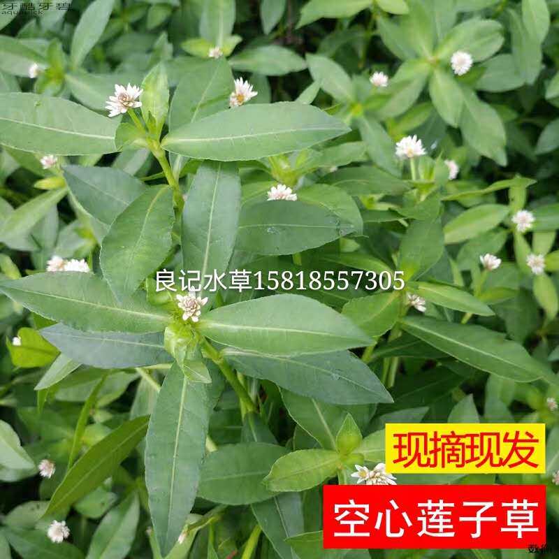 水花生植物革命草空心莲子草鳝鱼澳龙帆布池小龙虾养殖专用水草
