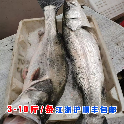 石浦渔山岛 新鲜海钓野生大海鲈鱼 冰鲜发货 3-10多斤/条