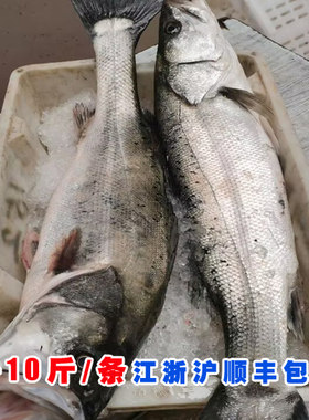 石浦渔山岛 新鲜海钓野生大海鲈鱼 冰鲜发货 3-10多斤/条