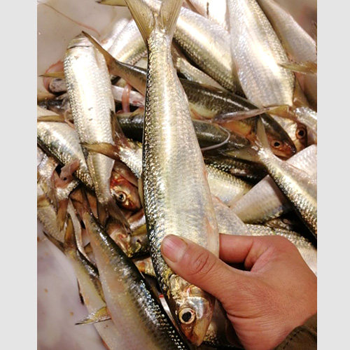 石浦海鲜  东海新鲜青背鱼  流网货鲜度好  红烧非常好吃