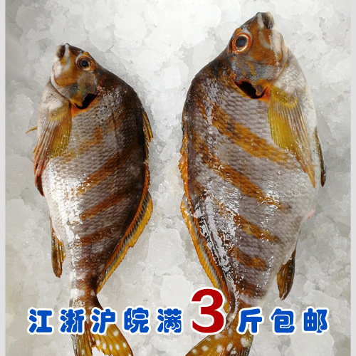 石浦海鲜  稀有海鱼新鲜斩三刀鱼花尾鹰鲷  味道很赞