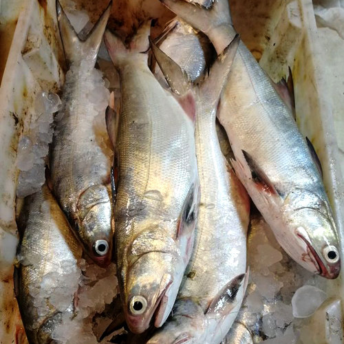 石浦海鲜 东海新鲜章跳鱼马友鱼 四指马鲅 非常好吃